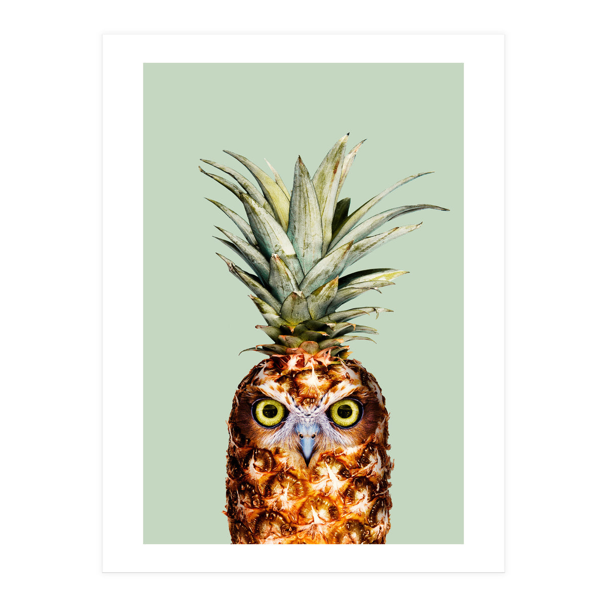 Pineapple Owl (Print Only)