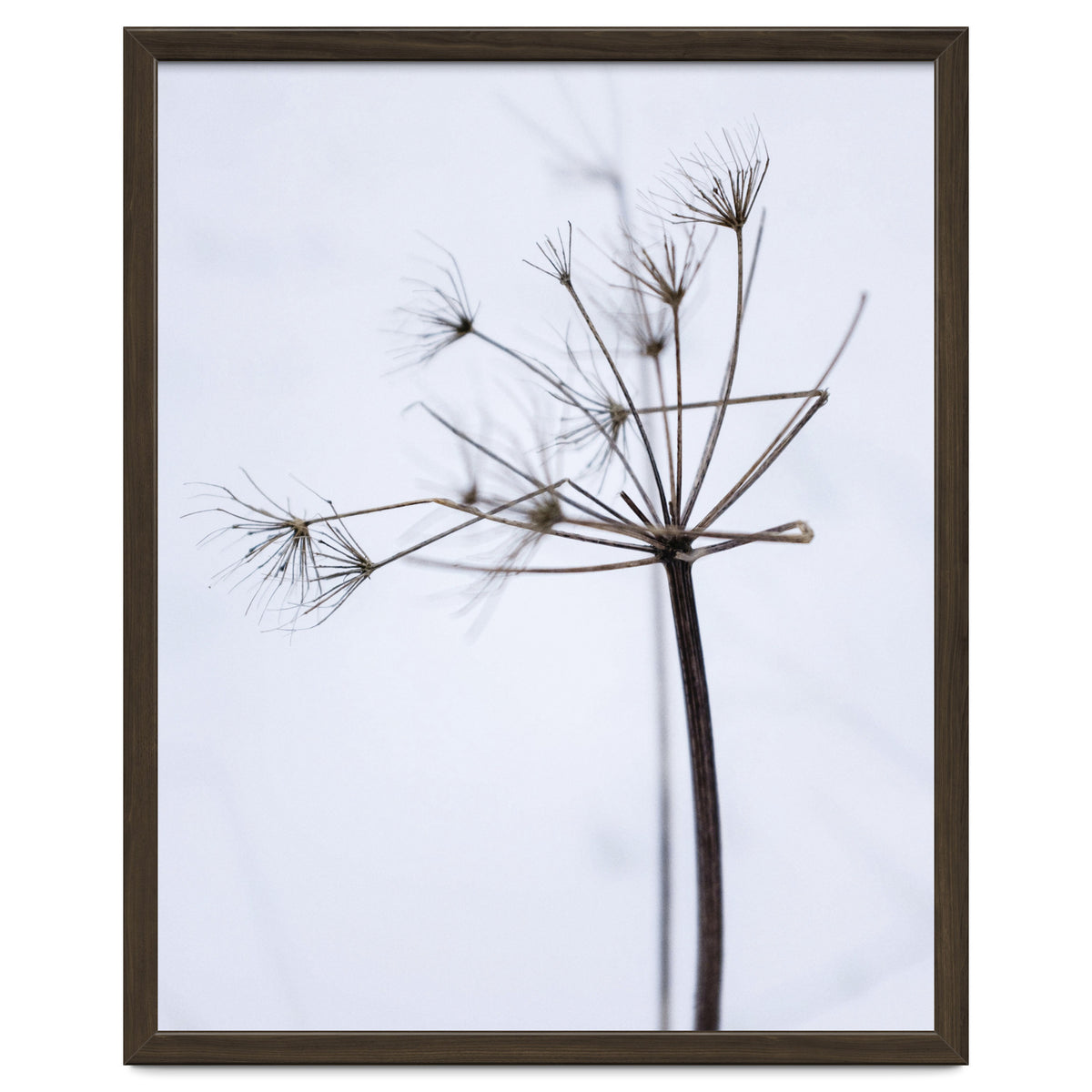 Wildflower in Winter