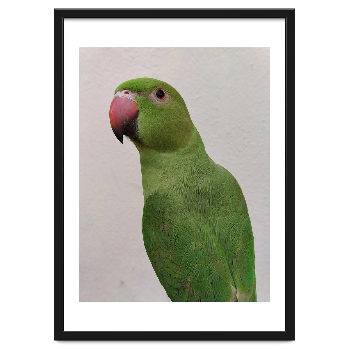 Cute Indian Parakeet