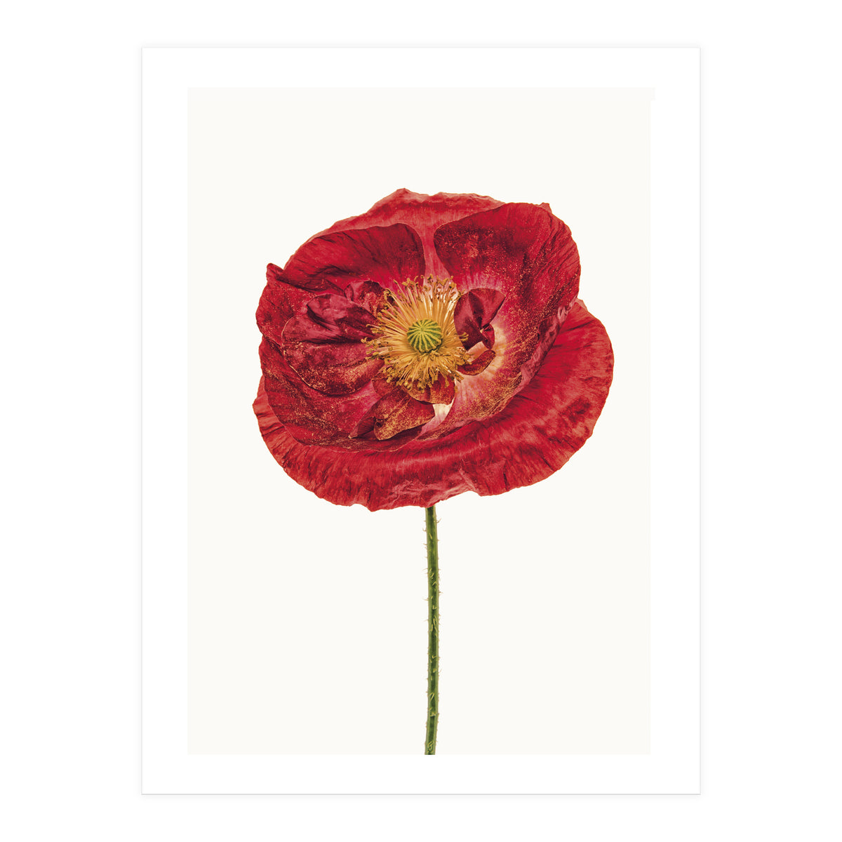 Cc Poppy 05 (Print Only)