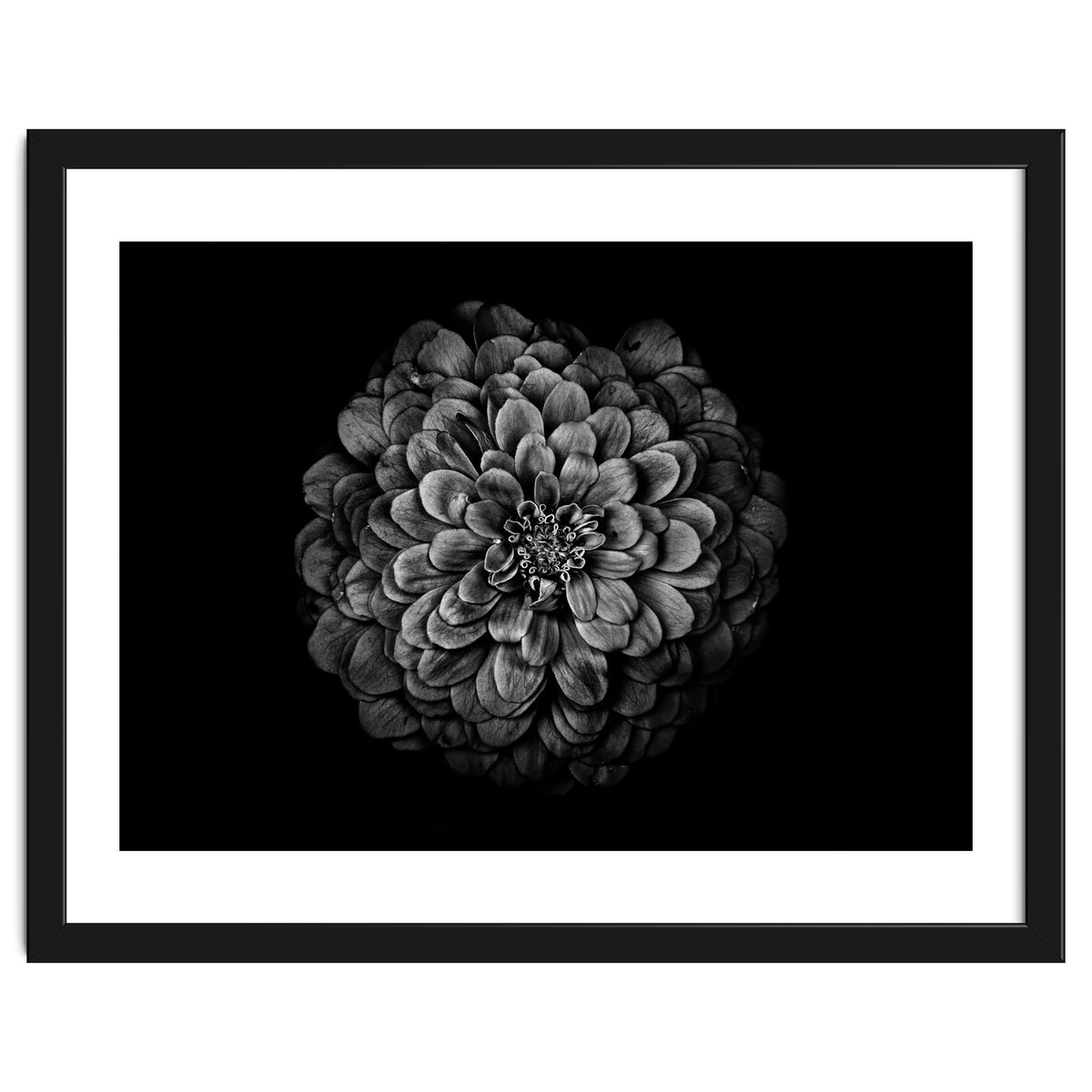 Backyard Flowers In Black And White 54
