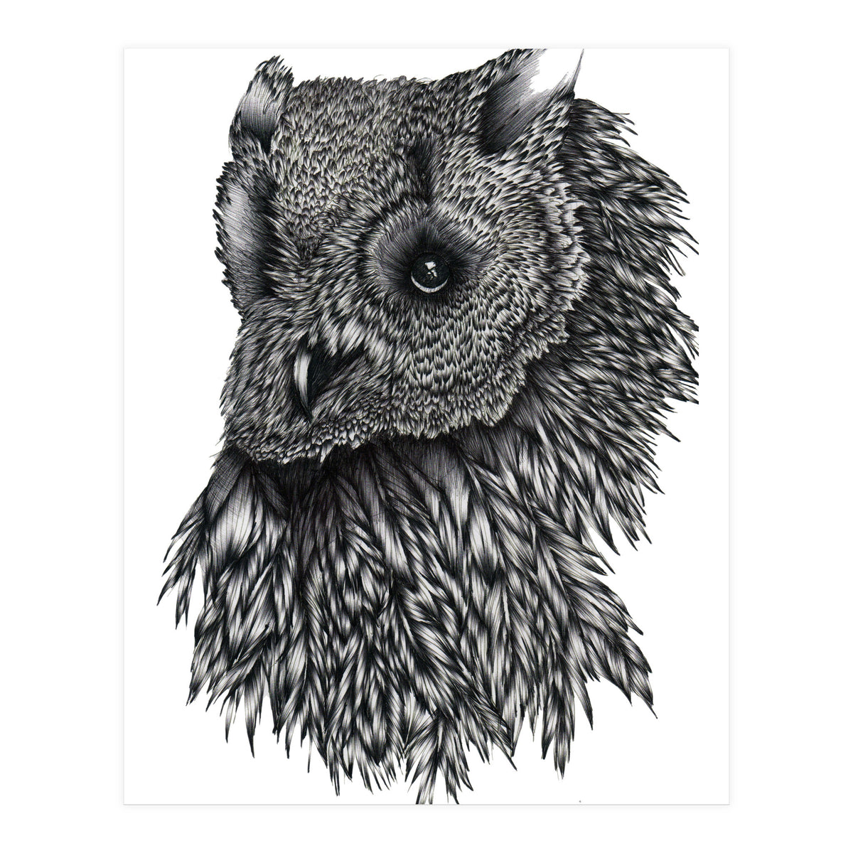 Forsythe (Print Only)