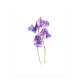 A Purple Posy Of Sweet Peas (Print Only) thumbnail