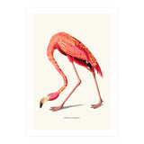 Boho Flamingo (Print Only) thumbnail