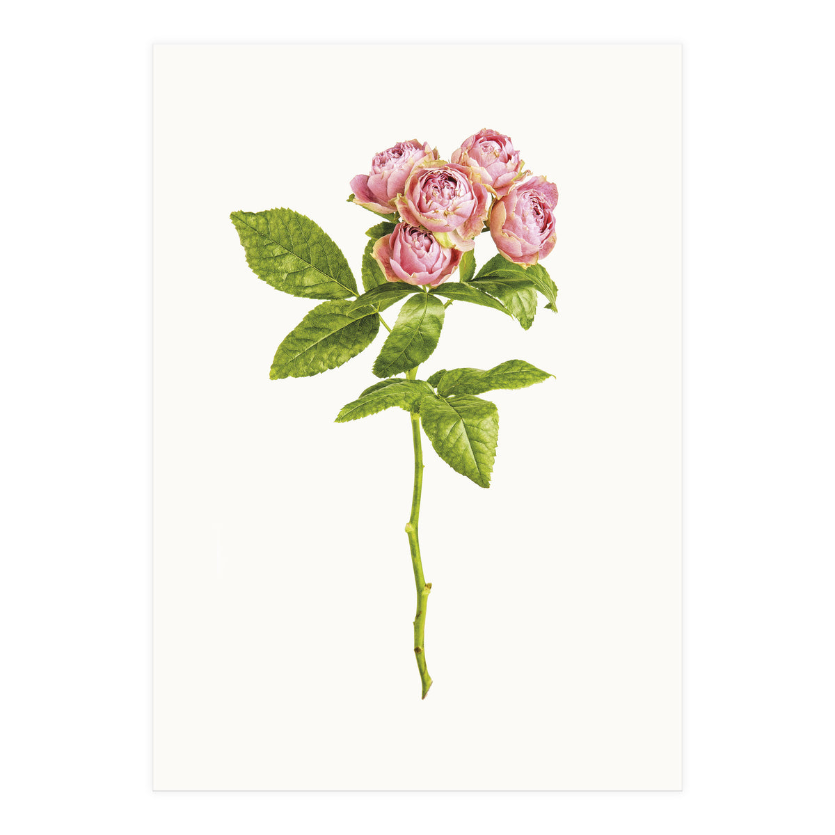 Cc Roses 04 (Print Only)