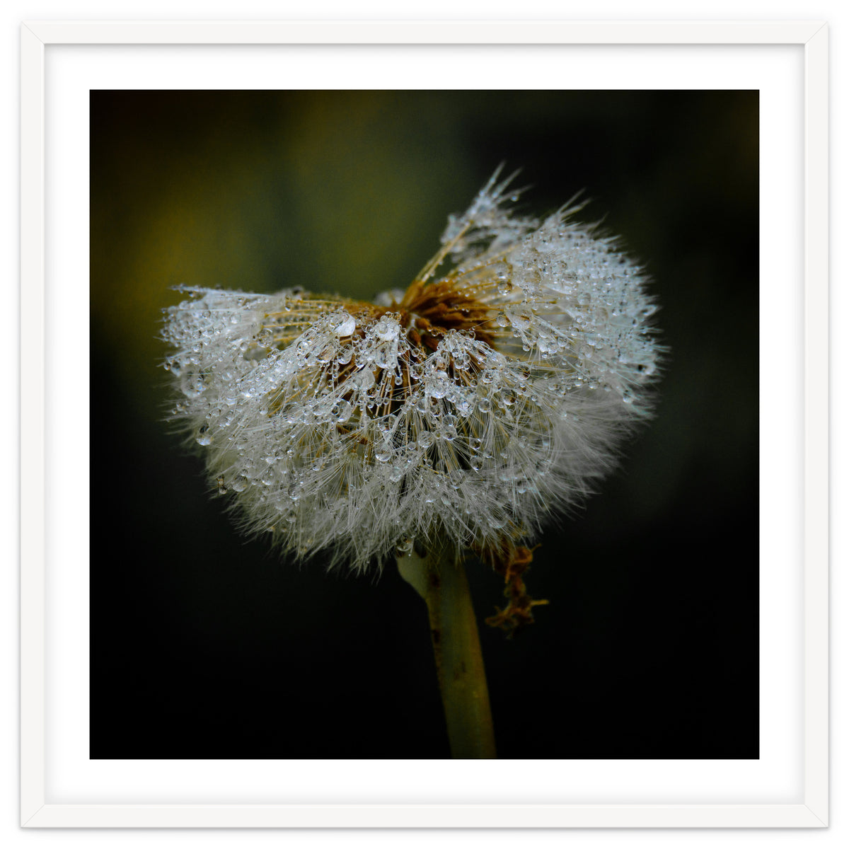 Dandelion with Raindrops
