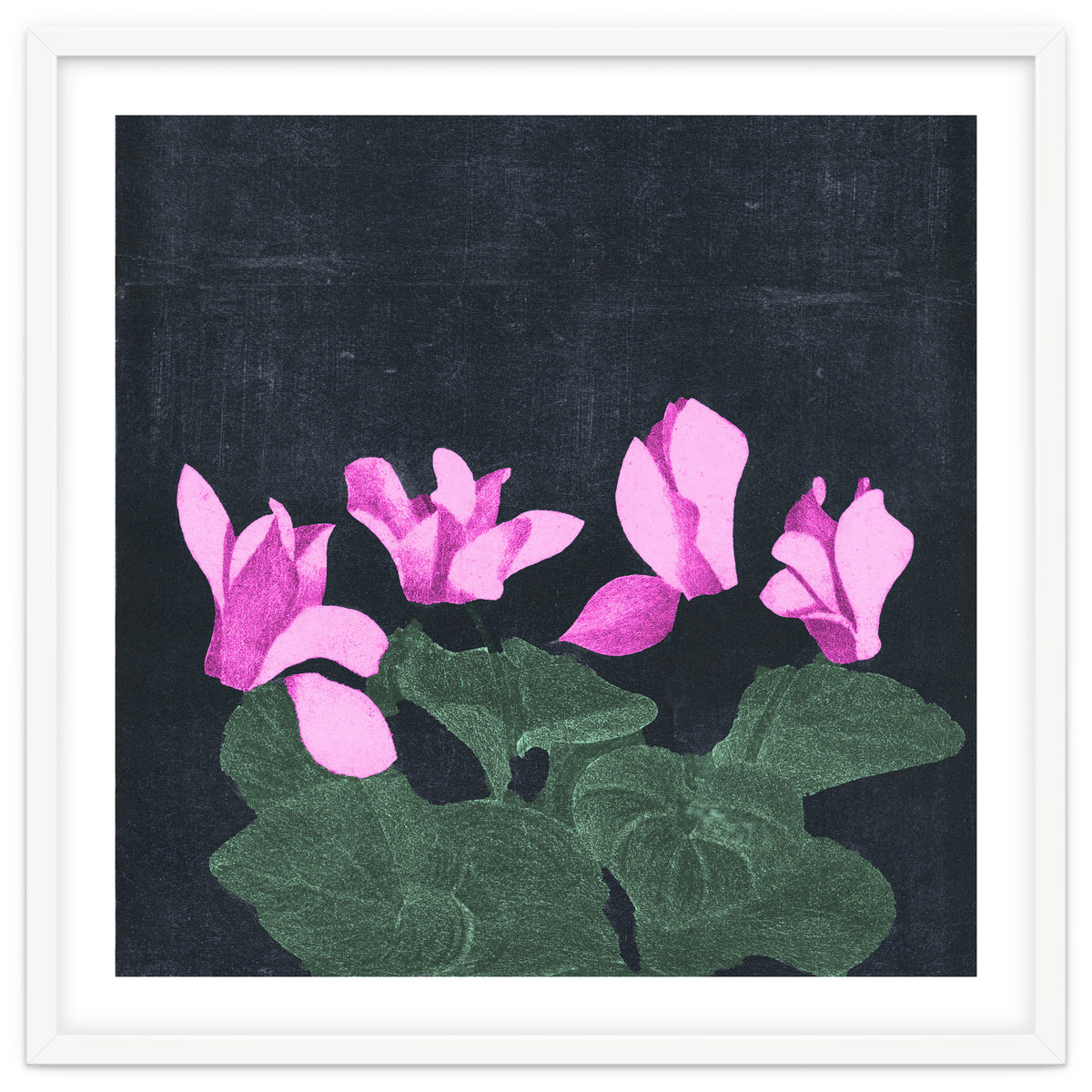 Cyclamen