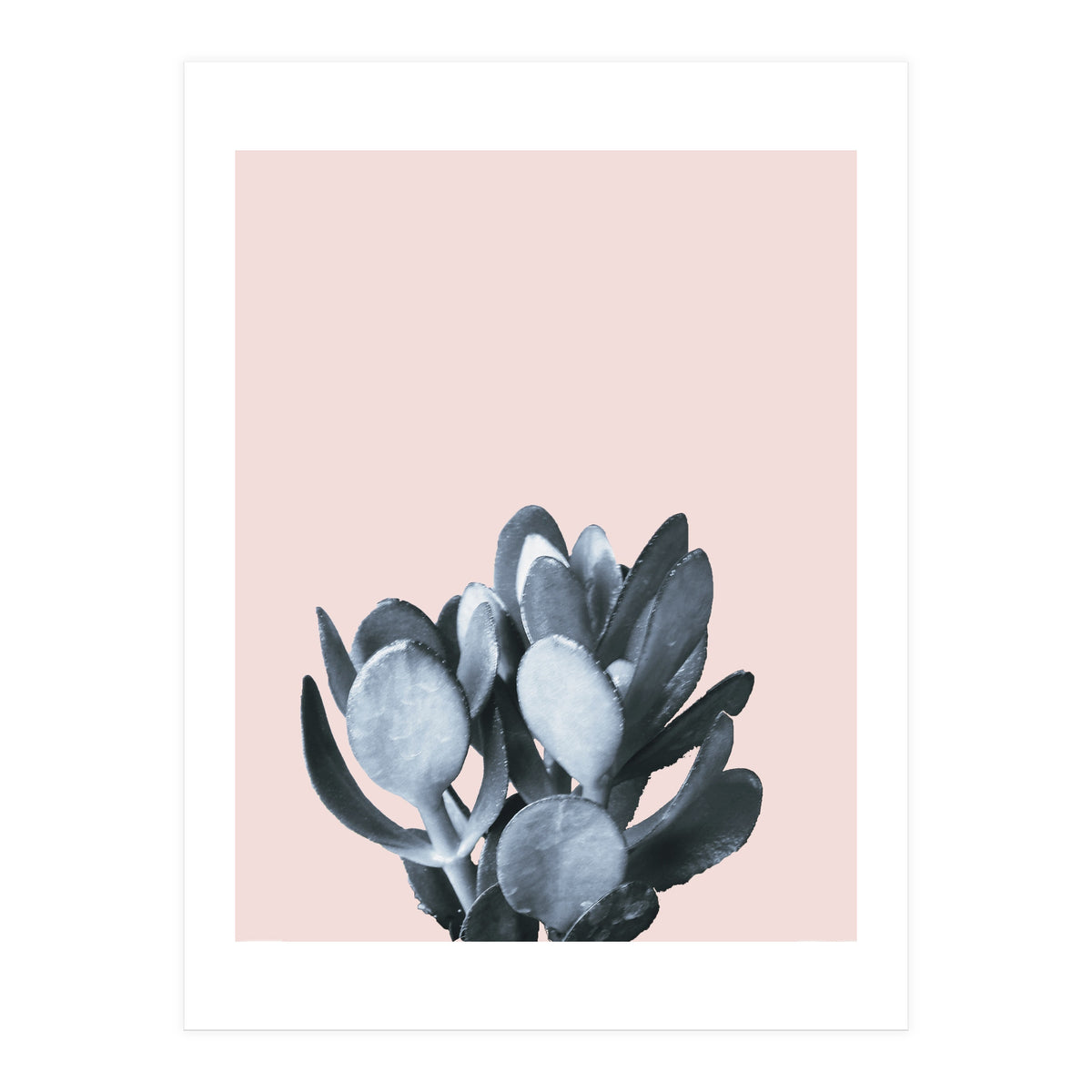 Cactus collection BL-II (Print Only)