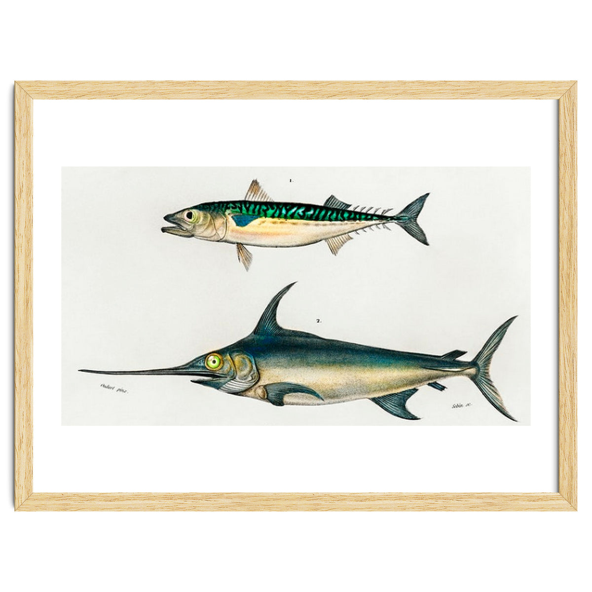 Different types of fishes illustrated