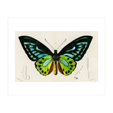 Green birdwing illustrated (Print Only) thumbnail