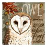 Barn Owl (Print Only) thumbnail
