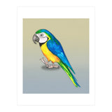 Blue and yellow macaw (Print Only) thumbnail