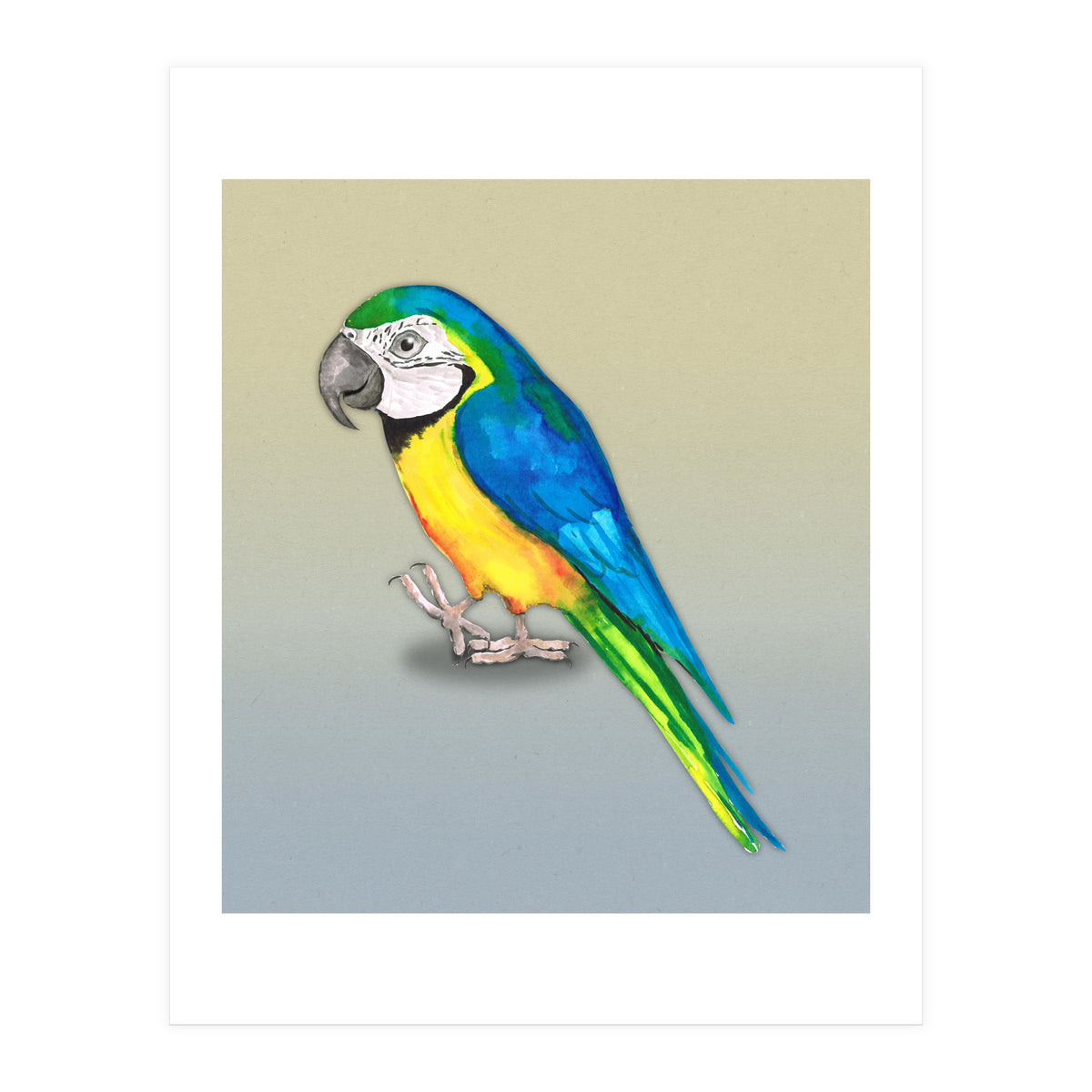 Blue and yellow macaw (Print Only)