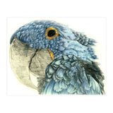 Blue Parrot (Print Only) thumbnail