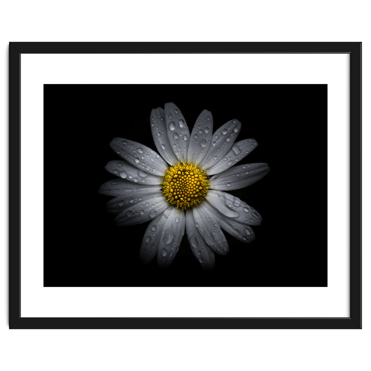 Backyard Flowers No 16 Color Version