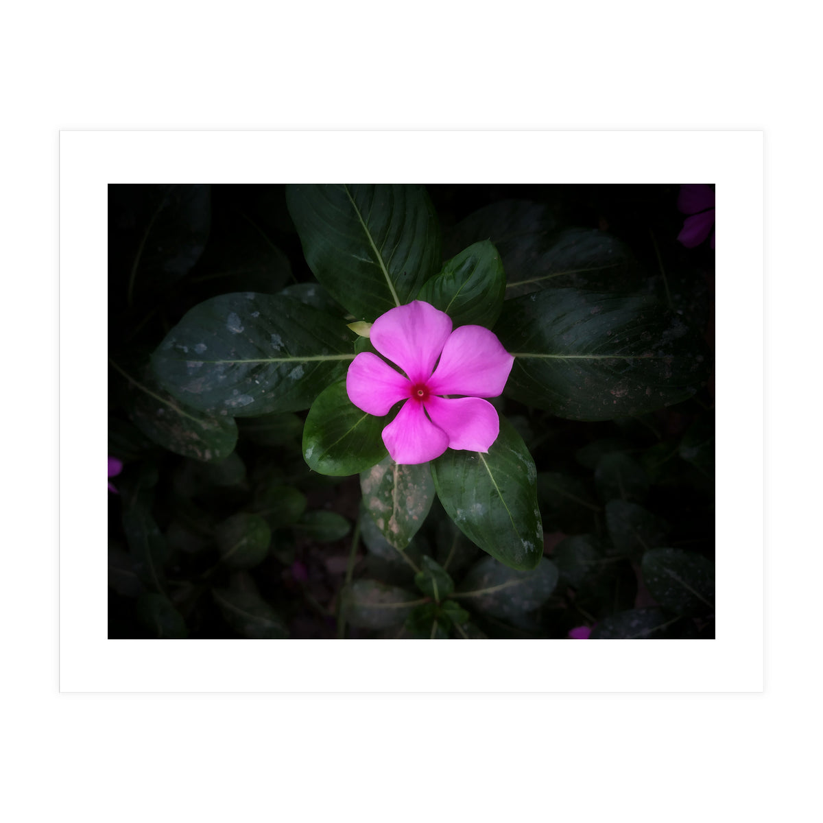 Floral vibes (Print Only)