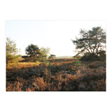 Heath landscape (Print Only) thumbnail
