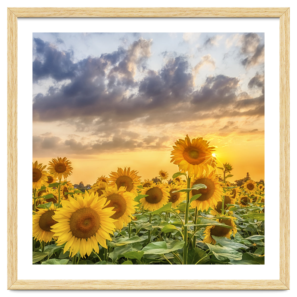 Sunflowers in sunset