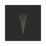 Delicate Fynbos Botanicals in Gold and Black - Square (Print Only) thumbnail
