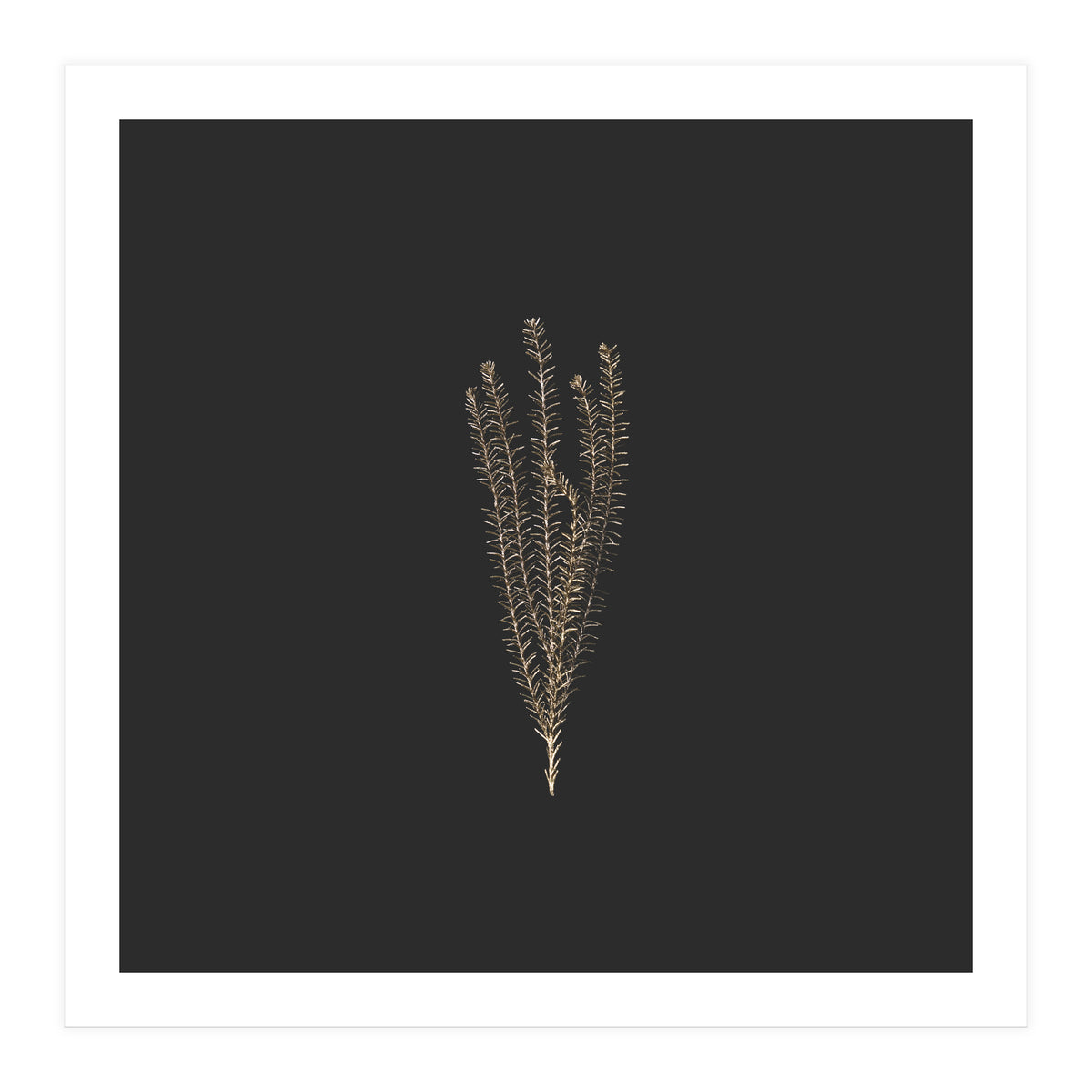 Delicate Fynbos Botanicals in Gold and Black - Square (Print Only)