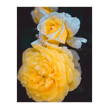 Yellow Rose (Print Only) thumbnail