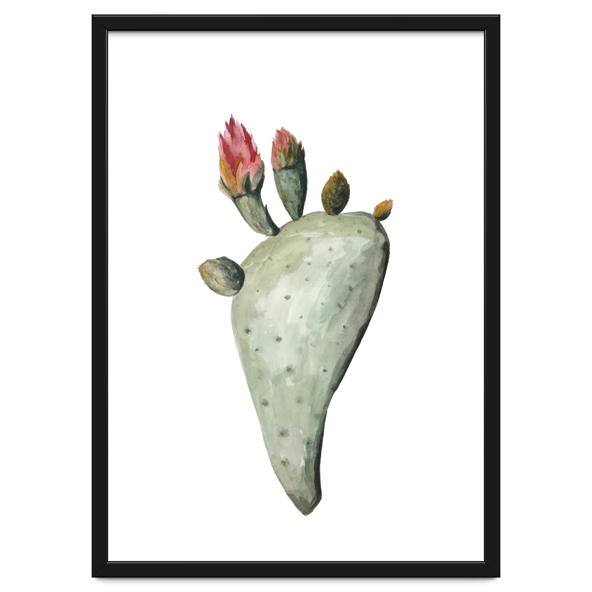 Botanical Illustration Cactus Flowers