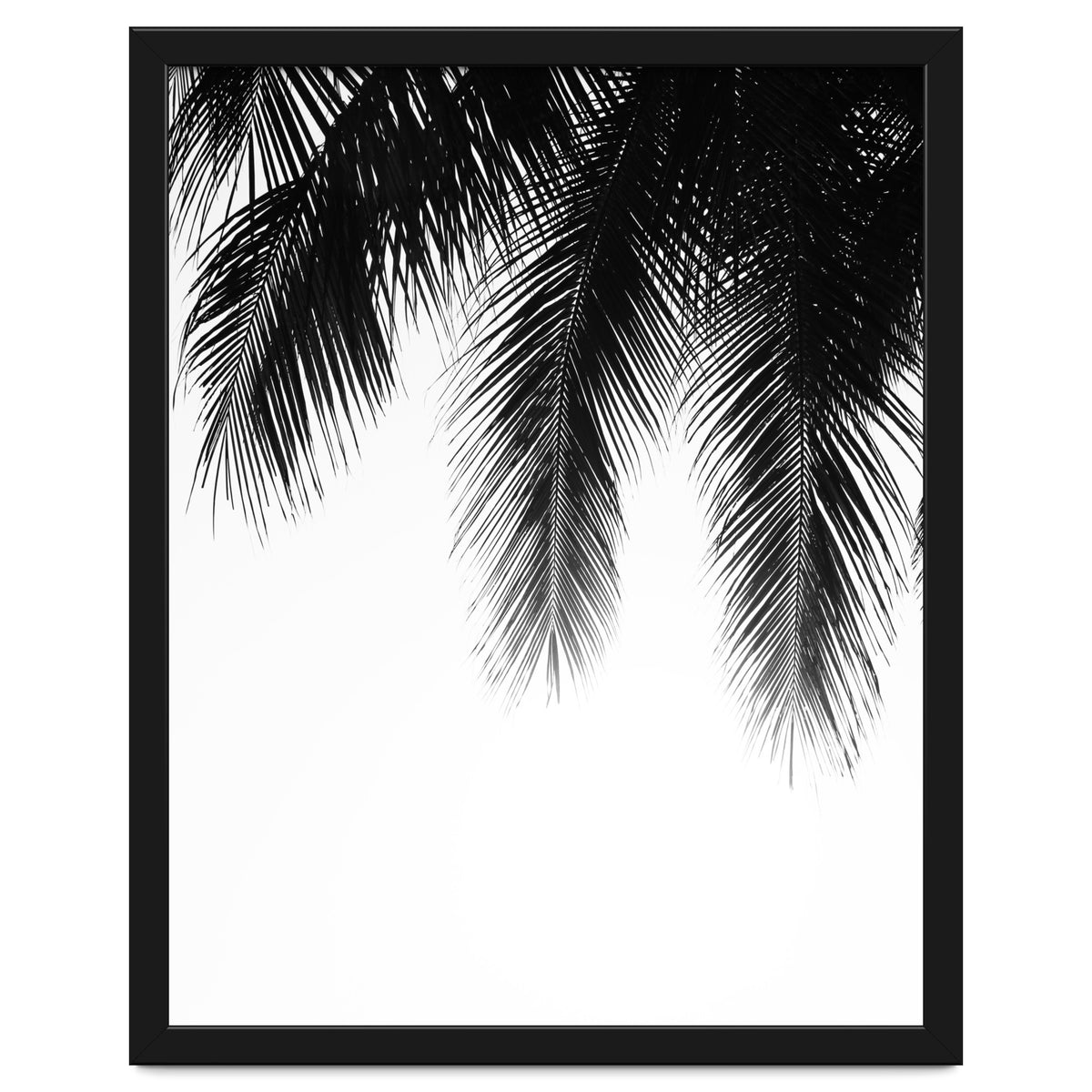 Palm leaves