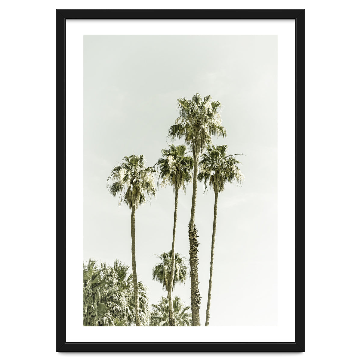 Palm Trees Summertime