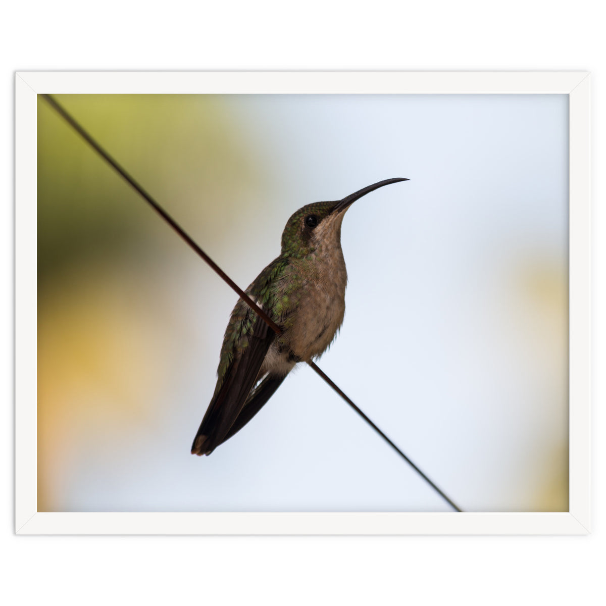 Colibri from Haïti
