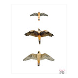 Falconidae n.1 (Print Only) thumbnail