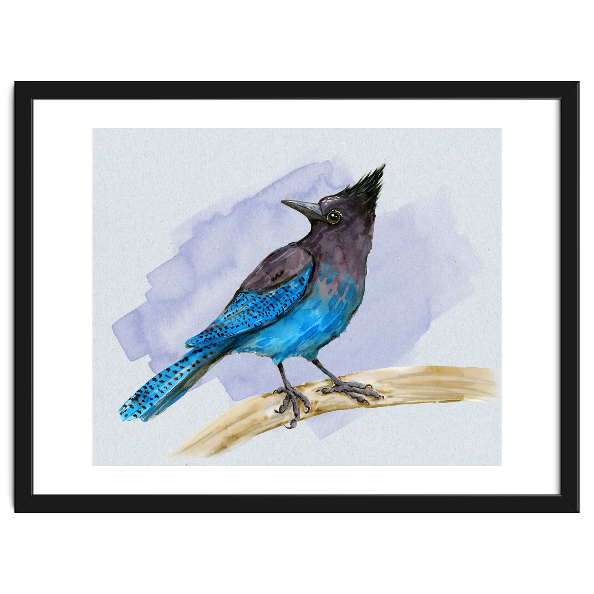 Steller's jay watercolor