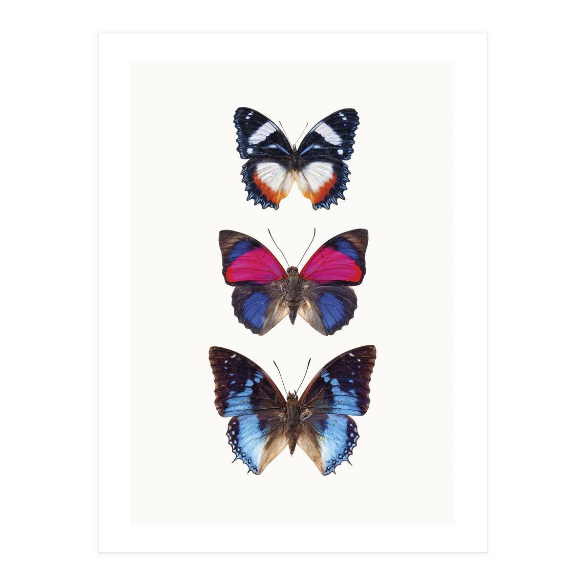 Cc Butterflies 03 (Print Only)