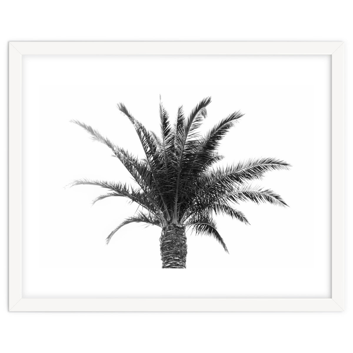 Palm Tree
