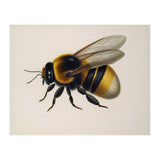 Bumblebee Vintage Illustration (Print Only) thumbnail