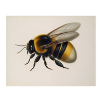 Bumblebee Vintage Illustration (Print Only)