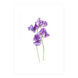 A Purple Posy Of Sweet Peas (Print Only) thumbnail