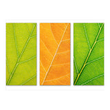 Autumn Leaves (Print Only) thumbnail