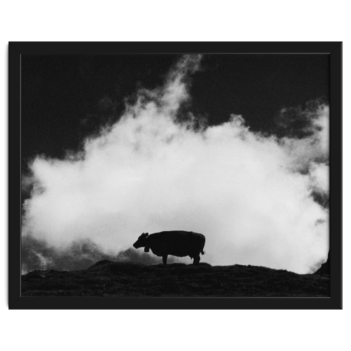cow and cloud