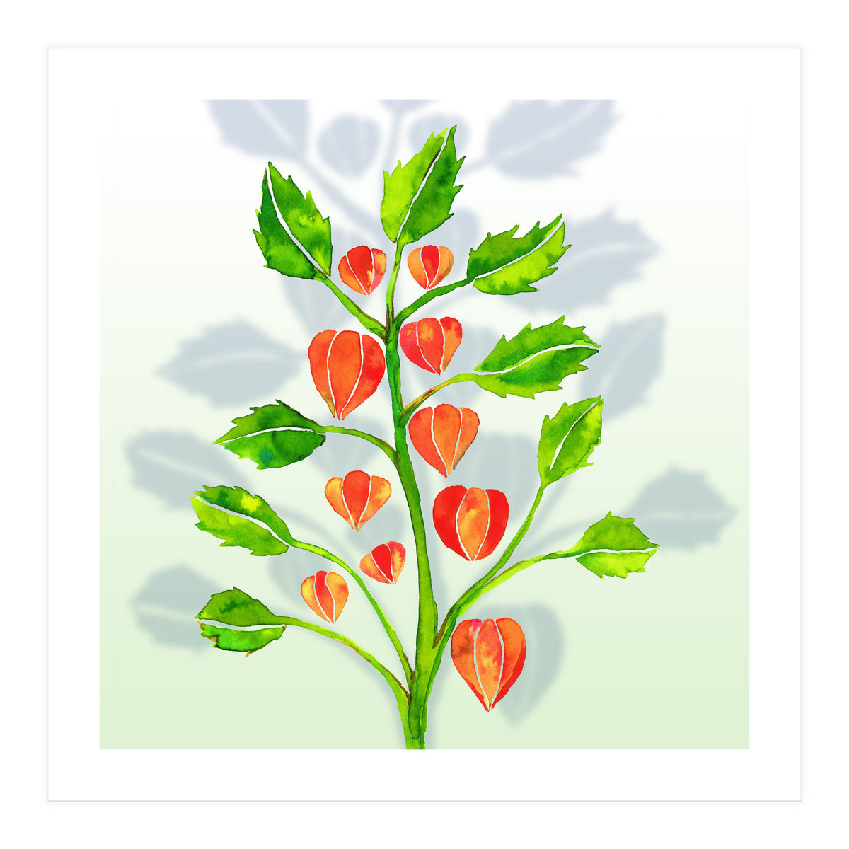 Physalis (Print Only)