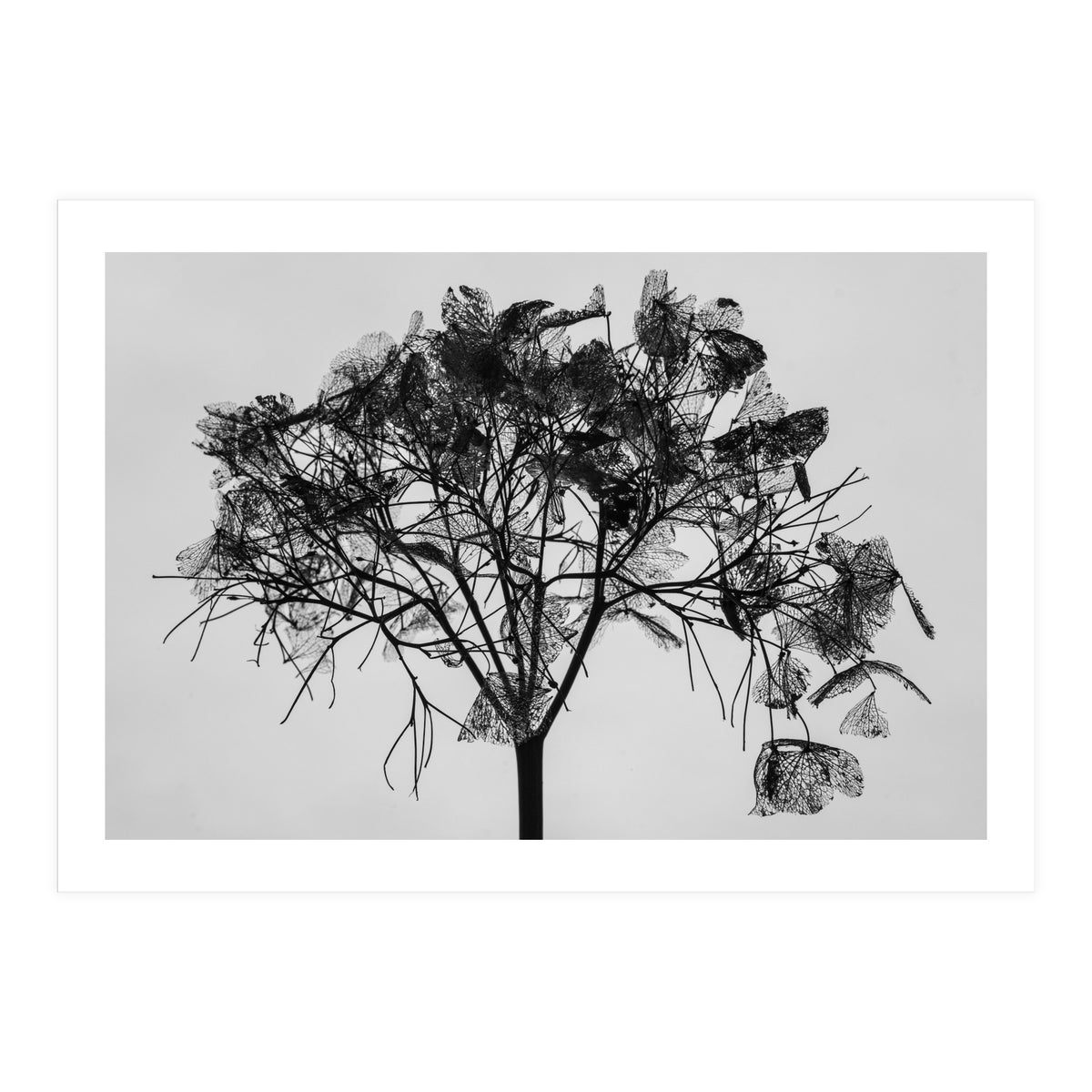 Hydrangea flower head (Print Only)