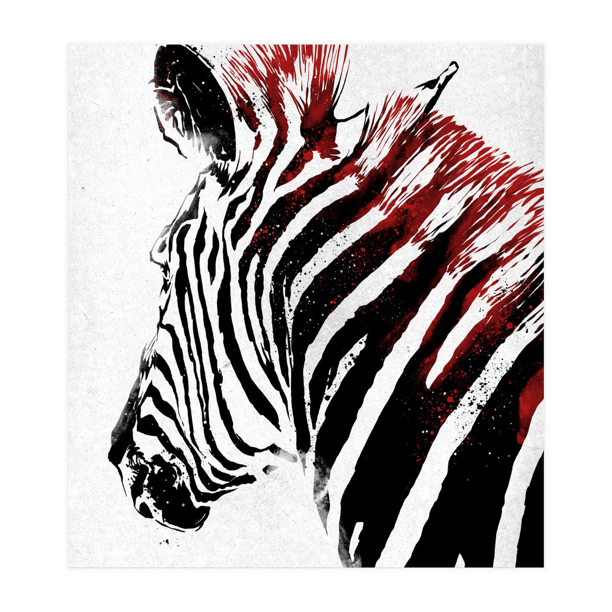 Zebra (Print Only)