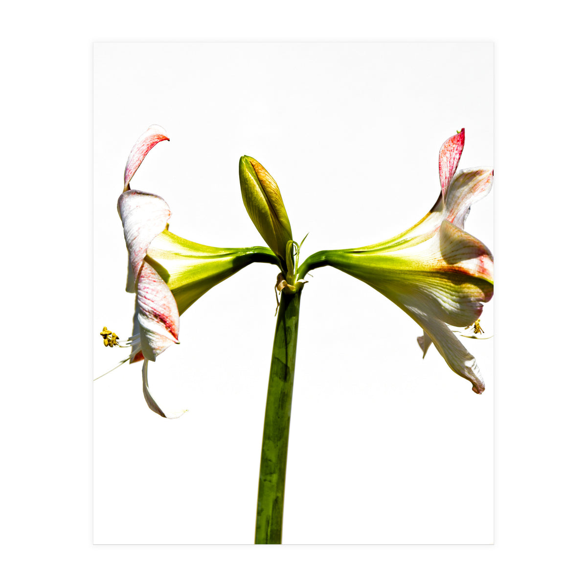 Amaryllis 3 (Print Only)
