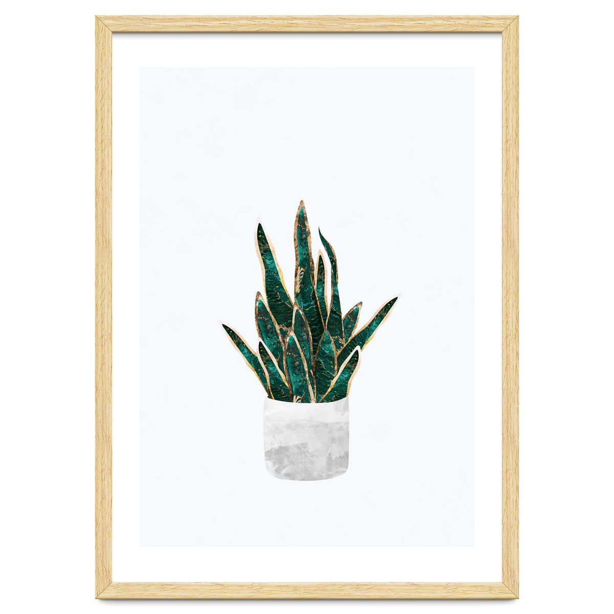 Snake Plant gold and green