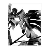 Monstera Black And White 06 (Print Only) thumbnail