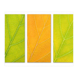 Autumn Leaves (Print Only) thumbnail