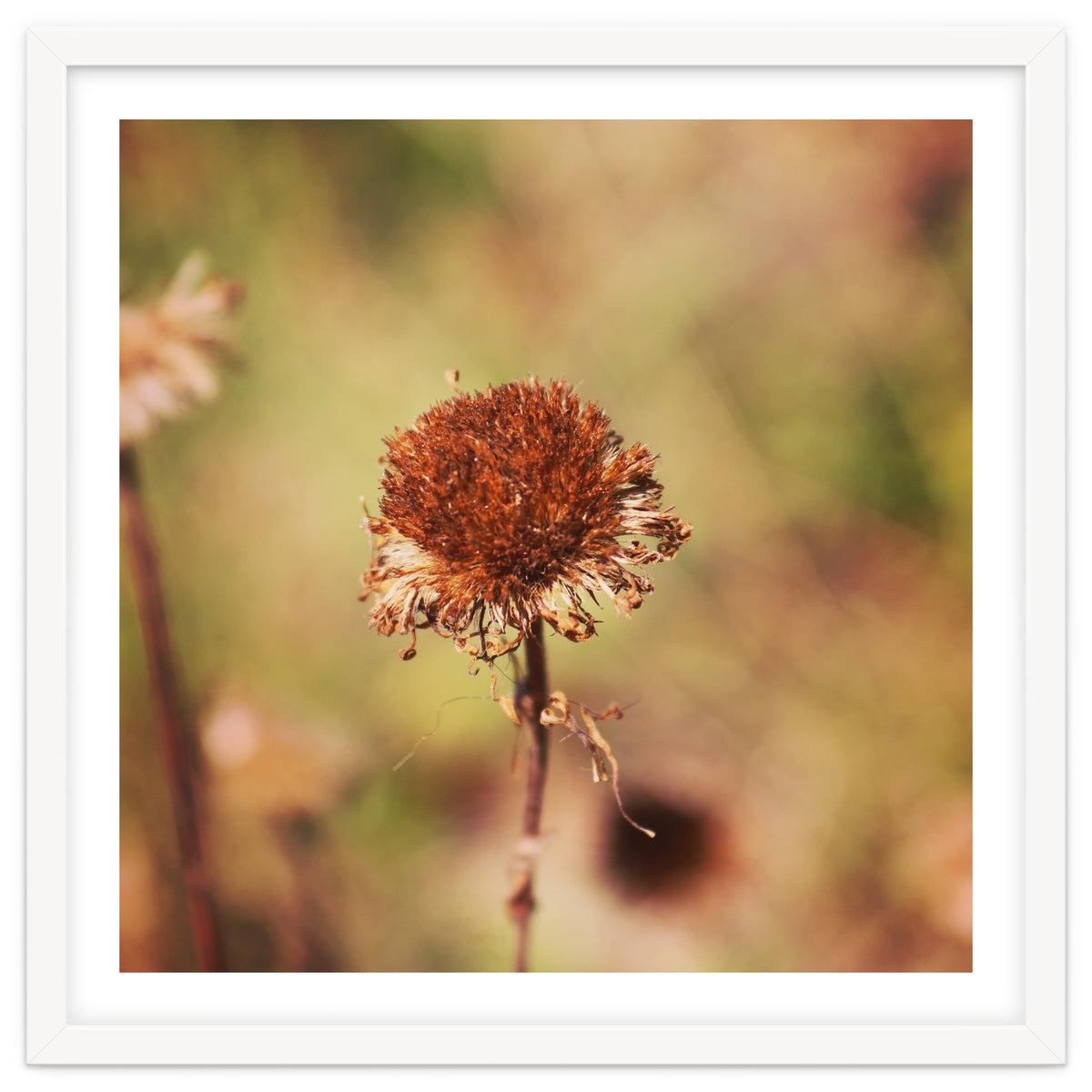 dried daisy