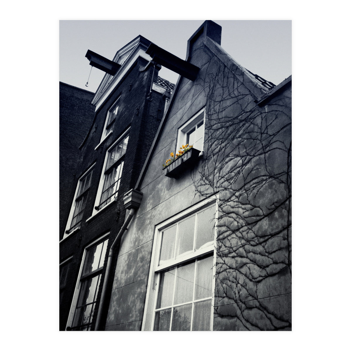 Amsterdam. House With Yellow Flowers. (Print Only)