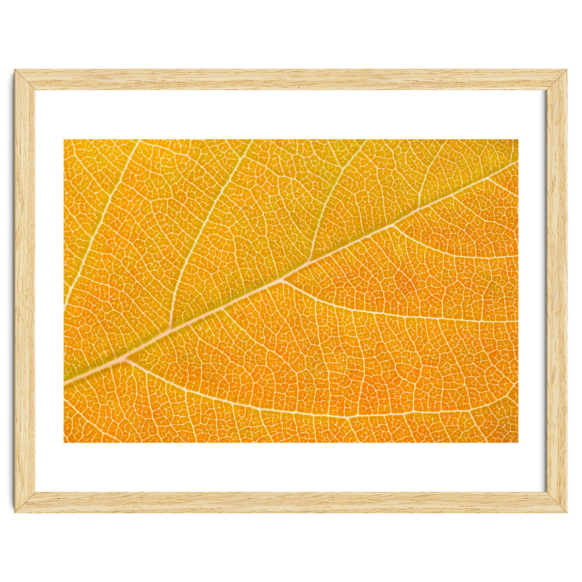 Autumn Leaf