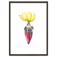 Botanical Illustration Banana
