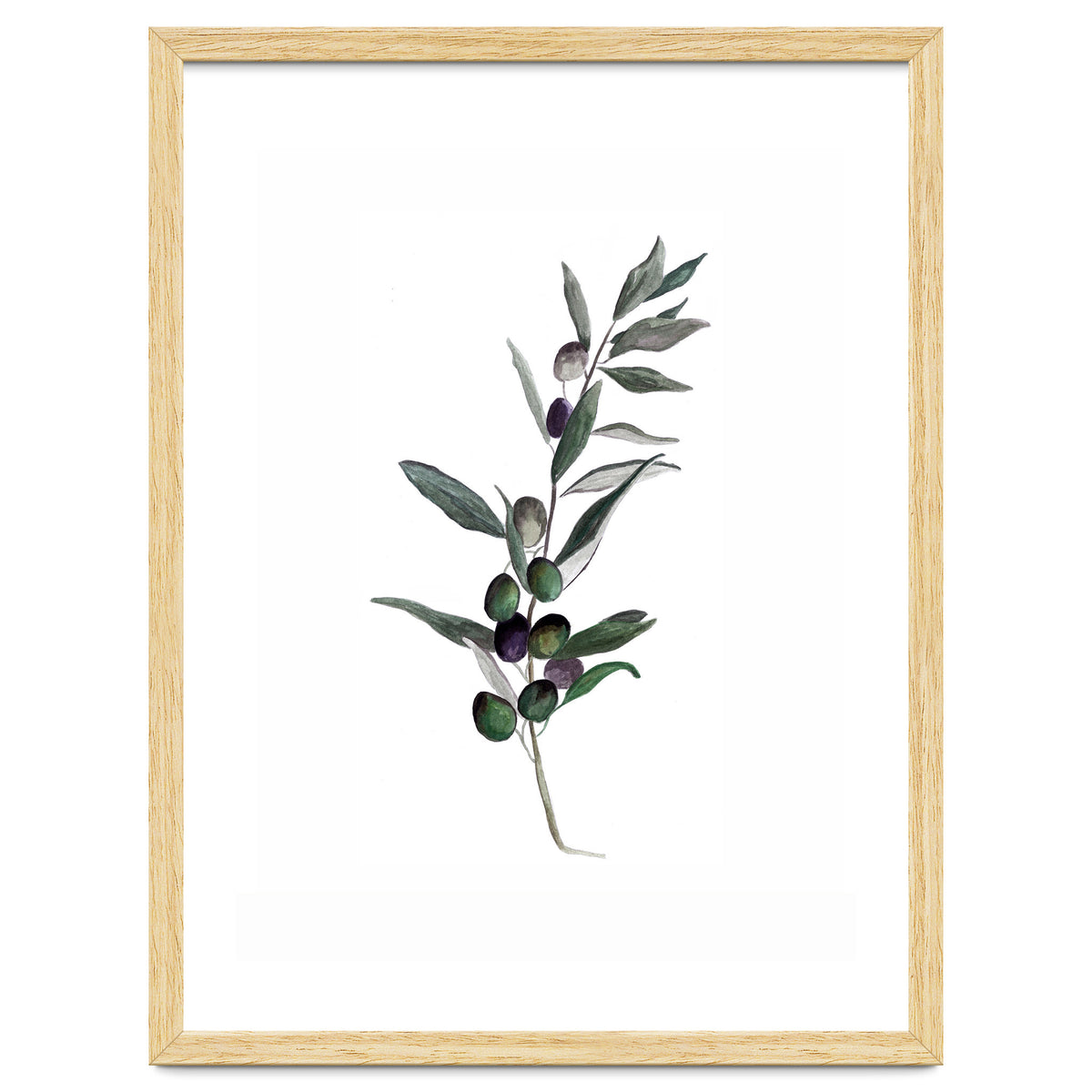 Botanical Illustration Olive